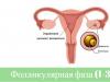 Hvordan bestemme den første dagen i menstruasjonssyklusen